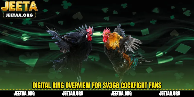 Digital ring overview for SV368 Cockfight fans